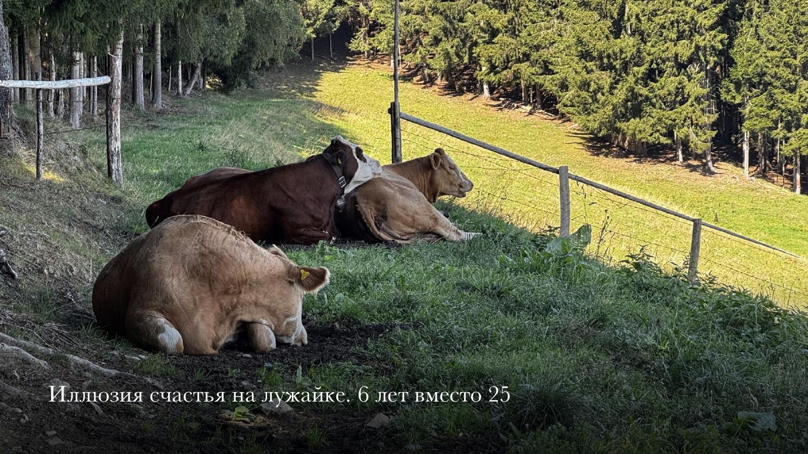 Слайд 28 · Иллюзия счастья на лужайке. 6 лет вместо 25